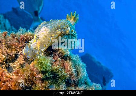 Slug de mer, Nudibranch, Filimare picta, Hypselodoris elegans, Parc naturel de Cabo cope-Puntas del Calnegre, Mer méditerranée, Murcie, Espagne, Europe Banque D'Images