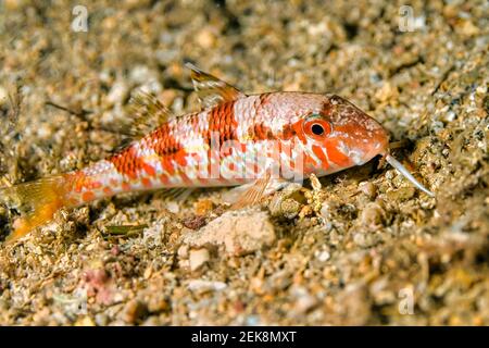 Mulet rayé, Mullus barbatus, parc naturel de Cabo Cope-Puntas del Calnegre, mer Méditerranée, Murcie, Espagne, Europe Banque D'Images