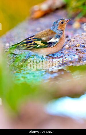 Chaffinch, Fringilla coelebs, Forest Pond, Mediterranean Forest, Castille et Leon, Espagne, Europe Banque D'Images