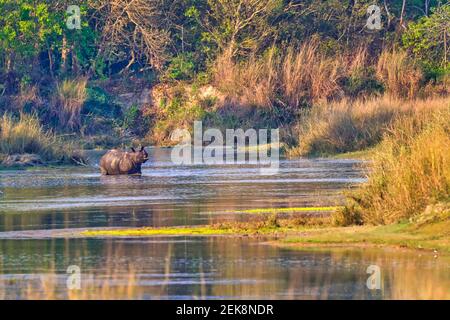 Rhinoceros à une cornelle, Rhinoceros indien, rhinocéros asiatique, Rhinoceros unicornis, Wetlands, Parc national Royal Bardia, Parc national Bardiya, NEPA Banque D'Images