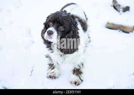 Le chien Springer et l'épagneul cocker se dressent dans la neige et s'attardent sur une journée d'hiver ensoleillée. Longues oreilles dans un chien de chasse Banque D'Images