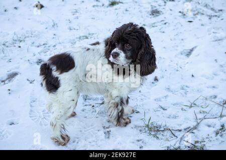 Le chien Springer et l'épagneul cocker se dressent dans la neige et s'attardent sur une journée d'hiver ensoleillée. Longues oreilles dans un chien de chasse Banque D'Images