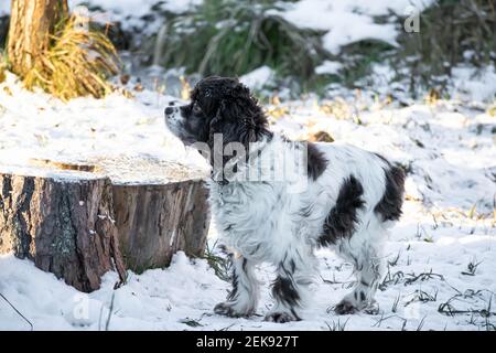 Le chien Springer et l'épagneul cocker se dressent dans la neige et s'attardent sur une journée d'hiver ensoleillée. Longues oreilles dans un chien de chasse Banque D'Images