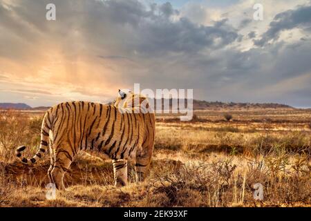 Un tigre mâle adulte (Panthera tigris tigris) debout avec le rétroéclairage du soleil couchant, ses marques orange et rayées le camouflage. Banque D'Images