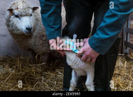 East Lothian, Écosse, Royaume-Uni, 23 février 2021. Marquage de l'oreille d'agneau : le fermier de moutons Richard Briggs de Briggs Shetland l'agneau marque un agneau de mouton de Shetland né il y a plusieurs jours. Bleu pour un garçon et orange pour une fille. Tous les agneaux du Royaume-Uni doivent porter des étiquettes d'oreille avec des données enregistrées dans une base de données nationale et les agriculteurs sont condamnés à une amende si un mouton en perd une. Un agneau blanc de mouton Shetland reçoit une étiquette d'oreille Banque D'Images