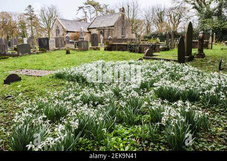 Des gouttes de neige sauvages (Galanthus nivalis) dans le cimetière d'Eglwys Llaneugrad petite ancienne église de St Eugrad. Marianglas, île d'Anglesey, pays de Galles, Royaume-Uni, Grande-Bretagne Banque D'Images