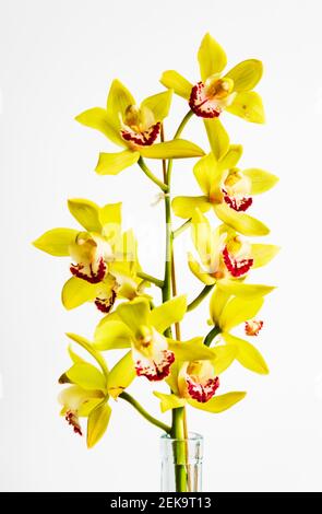 Fleurs d'orchidées jaunes, Cymbidium Ensifolium, dans un vase en verre, sur fond blanc propre. Découpe. Banque D'Images