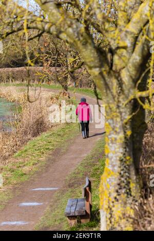 Femme adulte plus âgée avec bâton de marche, faisant une promenade d'exercice le long d'un chemin de remorquage de canal pendant la pandémie Covid 19. Grantham, Lincolnshire, Angleterre Banque D'Images