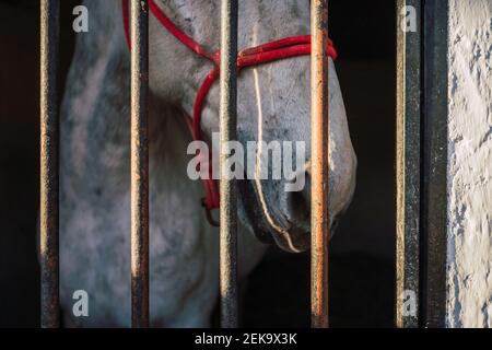 Cheval portant bride debout près de la porte en stable Banque D'Images