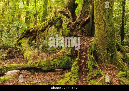 L'immense tronc couvert de mousse d'un arbre de tawa dans la forêt d'Otanewainuku, en Nouvelle-Zélande Banque D'Images