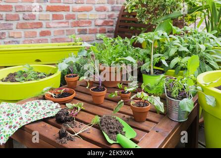 Divers plantes en pot et outils de jardinage sur le balcon Banque D'Images