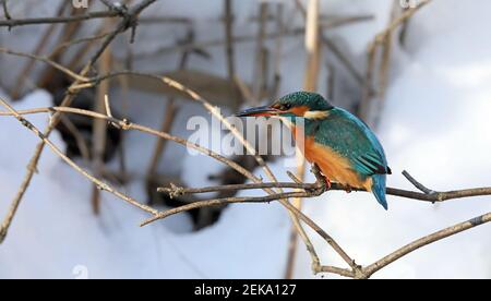 kingfisher eurasien, Alcedo attelle cet hiver, neige en arrière-plan Banque D'Images