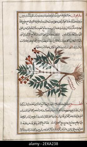 Identifié dans le livre comme Oleander. NERIUM oléander. Après une illustration par Mirza Baqir dans un livre iranien du 19ème siècle du médecin grec et botaniste Pedanius Dioscorides 1er siècle AD oeuvre de Materia Medica. Banque D'Images