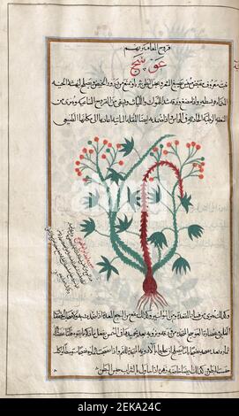 Identifié dans le livre comme framboise rouge européenne. Rubus idaeus. Après une illustration par Mirza Baqir dans un livre iranien du 19ème siècle du médecin grec et botaniste Pedanius Dioscorides 1er siècle AD oeuvre de Materia Medica. Banque D'Images