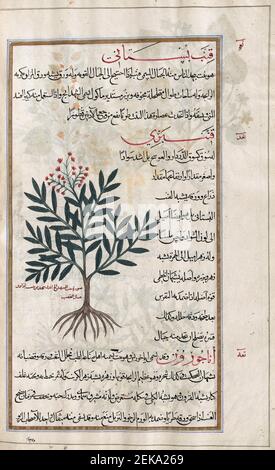 Identifié dans le livre comme Hemp. Cannabis sativa. Après une illustration par Mirza Baqir dans un livre iranien du 19ème siècle du médecin grec et botaniste Pedanius Dioscorides 1er siècle AD oeuvre de Materia Medica. Banque D'Images