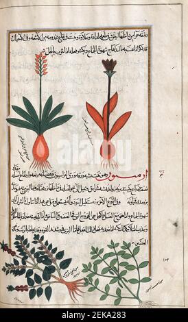 Plantes non identifiées. Après une illustration par Mirza Baqir dans un livre iranien du 19ème siècle du médecin grec et botaniste Pedanius Dioscorides 1er siècle AD oeuvre de Materia Medica. Banque D'Images