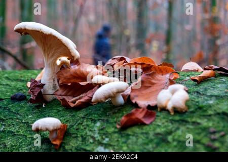 Allemagne, Bavière, Wurzburg, champignon huître d'arbre (Pleurotus ostreatus) poussant sur le tronc d'arbre Banque D'Images