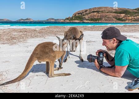 Le photographe de Smilng avec un appareil photo qui regarde les kangourous gris de l'Ouest sur la plage, en Australie occidentale Banque D'Images