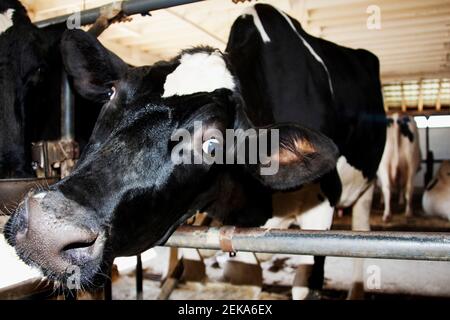 Vaches dans une étable Banque D'Images