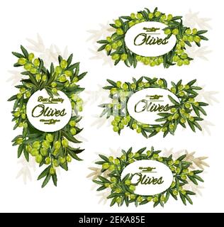 Banderoles de branches d'olives vertes. Fruits d'olive vectoriels avec feuilles, produit de ferme biologique à l'huile d'olive naturelle ou emballage mariné mariné mariné mariné mariné mariné mariné mariné, qualite de qualité supérieure Illustration de Vecteur
