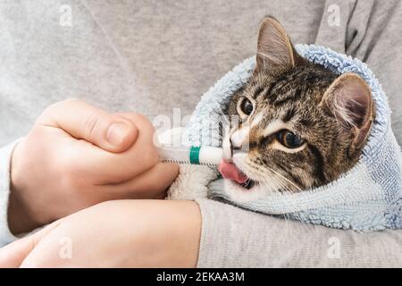 Le chaton enveloppé dans une serviette boit un médicament à partir d'une seringue. Banque D'Images