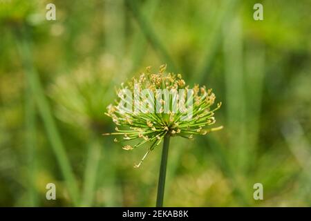 Gros plan des fleurs de Cyperus papyrus Banque D'Images