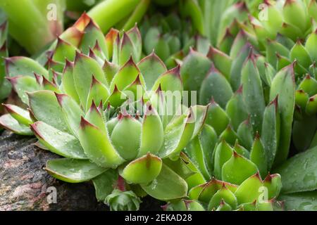 Groupe d'une plante de couverture de sol à feuilles persistantes Sempervivum connue sous le nom de Houseleek dans la rockery, en gros plan. Banque D'Images