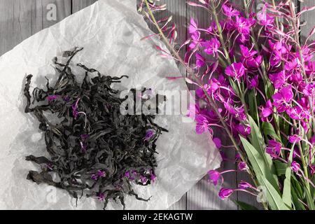 L'herbe est une herbe à feu connue sous le nom de sally en fleurs et de thé sec fermenté. Banque D'Images