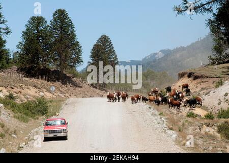 Bétail au bord de la route, Cordillera de los Andes, Argentine Banque D'Images