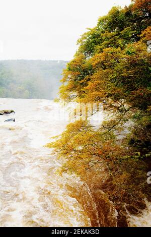 Rivière qui coule à travers une forêt, de la rivière Iguaçu, Puerto Iguazu, province de Misiones, Argentine Banque D'Images