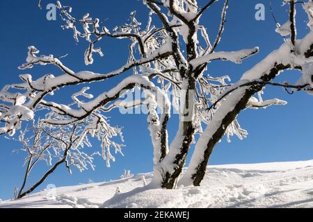 Neige et givre sur les branches, arbre dans la dérive de neige, ciel bleu d'hiver Banque D'Images