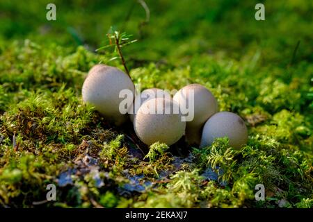 Bouquet de boulettes de macaron (Lycoperdon perlatum) Banque D'Images