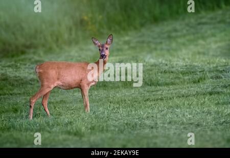 Cerf debout sur un pré au crépuscule. Banque D'Images