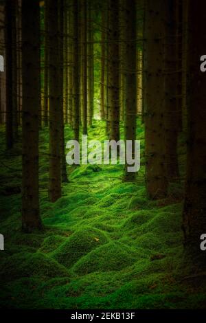 Vieille forêt dense d'épinette avec de la mousse verte sur le sol. Banque D'Images