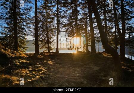 Coucher du soleil à travers les arbres sur le bord du lac, lac Walchensee, Bavière, Allemagne Banque D'Images