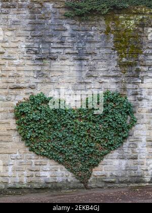 Ivy croissant en forme de coeur sur le mur de brique grise Banque D'Images