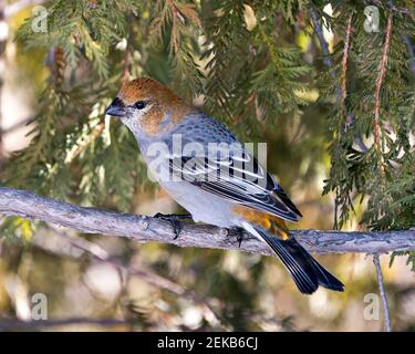 Vue en gros plan du pin Grosbeak, perchée sur une branche de cèdre avec un arrière-plan flou dans son environnement et son habitat. Image. Image. Portrait. Banque D'Images
