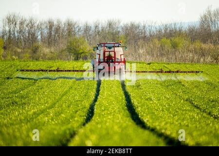 Un tracteur pulvérisant des récoltes dans une ferme verte Banque D'Images