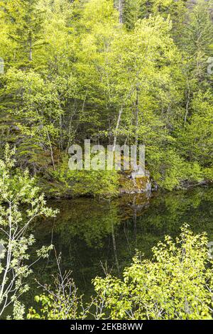 Les bouleaux se reflètent dans le lac Black, à côté de la route Klondike ne de Skagway, Alaska, États-Unis Banque D'Images