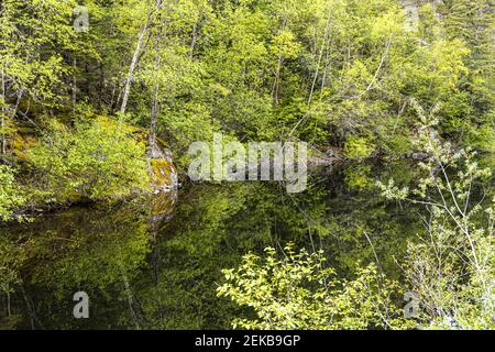 Les bouleaux se reflètent dans le lac Black, à côté de la route Klondike ne de Skagway, Alaska, États-Unis Banque D'Images