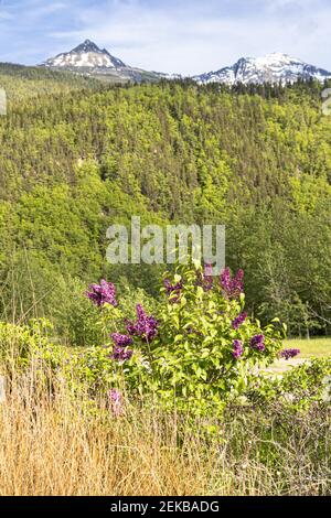 Un lilas mauve en fleur début juin à Skagway, Alaska, États-Unis Banque D'Images