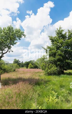 Parc naturel de High Fens contre ciel nuageux Banque D'Images