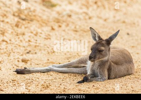 Kangourou géant gris occidental allongé sur du sable Banque D'Images