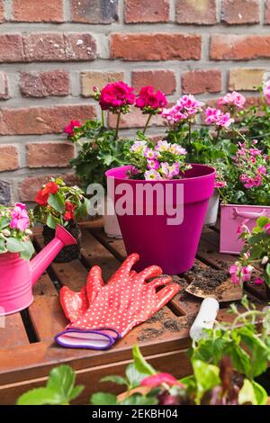 Fleurs roses d'été cultivées sur le balcon Banque D'Images