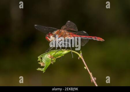 Allemagne, Bavière, Chiemgau, gros plan de la libellule mâle à pois (Sympetrum depressiusculum) Banque D'Images
