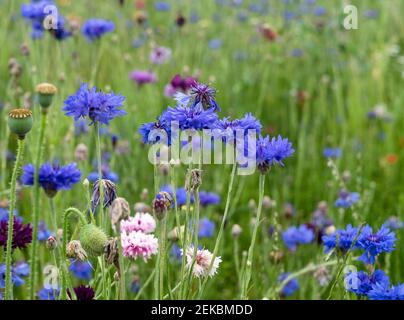 prairie à fleurs avec fleur de maïs bleue au printemps, belles fleurs sauvages d'été. Banque D'Images