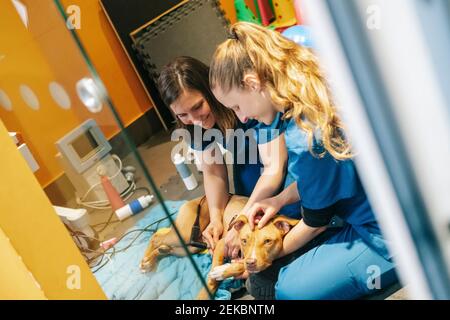 Souriantes infirmières examinant le chien dans la clinique vétérinaire Banque D'Images