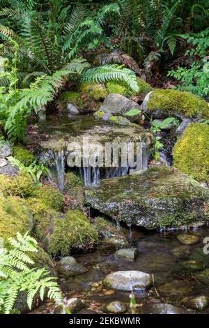 Issaquah, Washington, États-Unis. Cascade en cascade sur des rochers recouverts de mousse dans une partie d'eau dans une cour. Banque D'Images