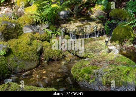 Issaquah, Washington, États-Unis. Cascade en cascade sur des rochers recouverts de mousse dans une partie d'eau dans une cour. Banque D'Images