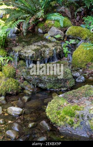 Issaquah, Washington, États-Unis. Cascade en cascade sur des rochers recouverts de mousse dans une partie d'eau dans une cour. Banque D'Images